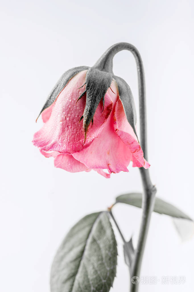 在白色背景上被隔绝的枯萎的美丽的粉红色的玫瑰