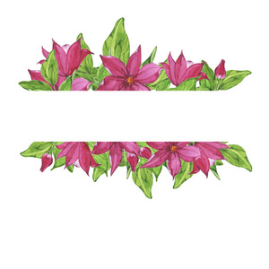 绿色的叶子和粉红色的花朵在白色背景下被隔离。手绘水彩插图