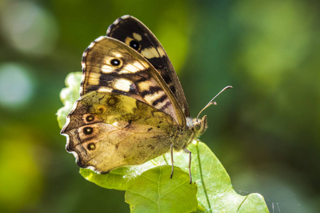 侧面有斑点的木蝴蝶, Pararge aegeria。用张开的翅膀在森林的叶子上休息
