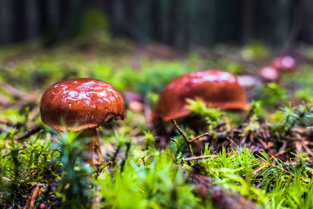 雨中秋草组湿褐林湾 bolete 菇