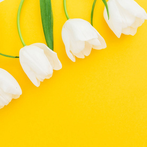 在黄色背景的白色春天的花朵.平躺, 顶部视图.背景花卉框架照片