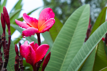 粉红色花朵上的水滴或花园中的鸡蛋 obtusa