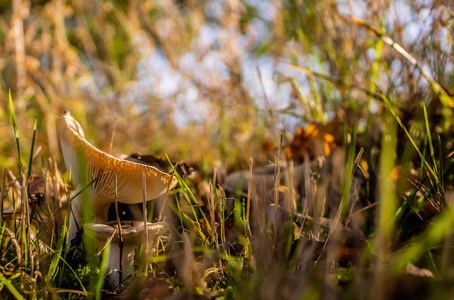 秋天森林里的蘑菇