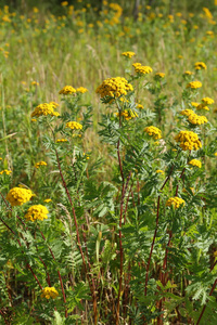 Tanacetum。西伯利亚北部艾菊的丰富开花