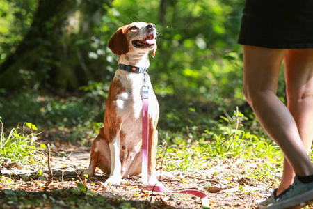 森林中动物收容所的褐白色狩猎女犬