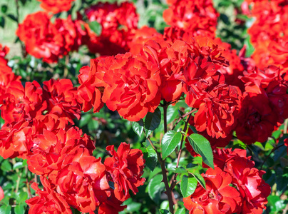 玫瑰级 domstadt fulda, 玫瑰花是深红色的白色条纹, 非常明亮, 在一个低灌木与美丽的深绿色闪亮的叶子, 阳光在花