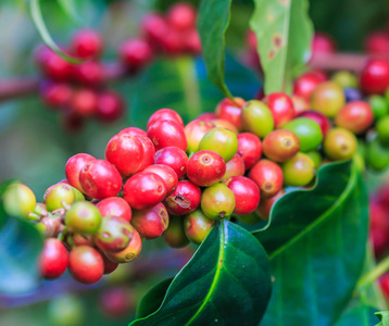 咖啡豆阿拉比卡咖啡树上图片