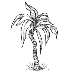 热带棕榈素描