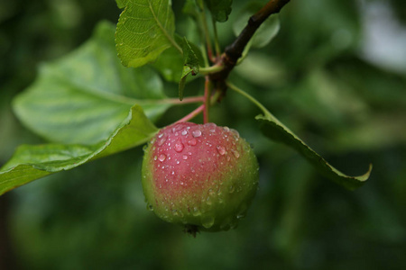 苹果上的雨图片