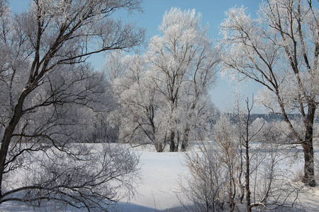 冬日的风景雪在阳光明媚的日子在树林中飘荡