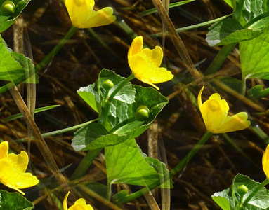 无缝模式与 Kingcup 或沼泽万寿菊 Caltha palustris 开花在春季在沼泽