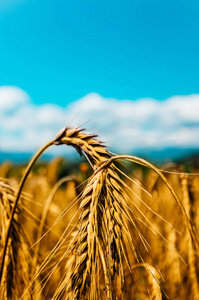 明亮五颜六色的金黄黑麦穗在麦子耳朵领域蓝色天空背景, 接近的看法