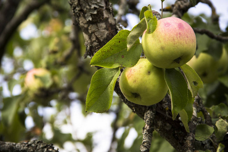 农业农业生态和树木病害的补救概念。在果园树枝上挂上两个多汁苹果的特写