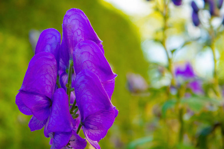 紫花在 bokeh 绿色背景