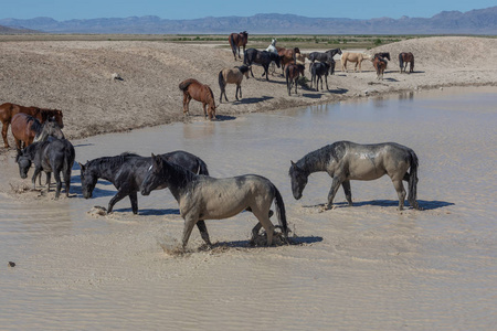 犹他州沙漠中一水坑的野马群
