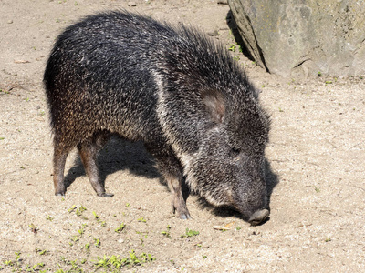 雄性稀有牠野猪, Catagonus wagneri