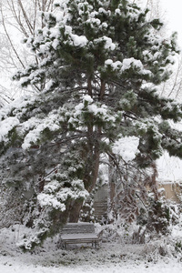 美丽的冬日在城里。第一棵积雪覆盖的树木