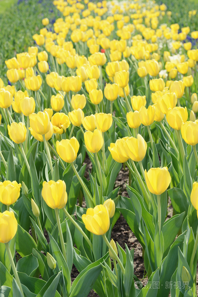 在春天的黄色郁金香花坛