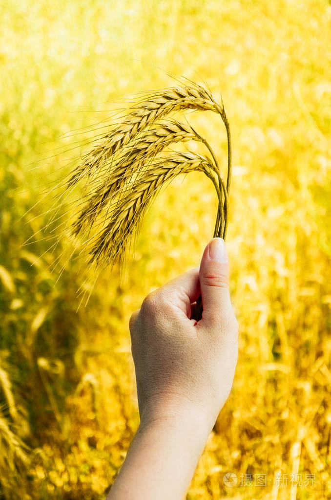 明亮多彩的金色黑麦穗在收割手上的麦子耳朵领域特写