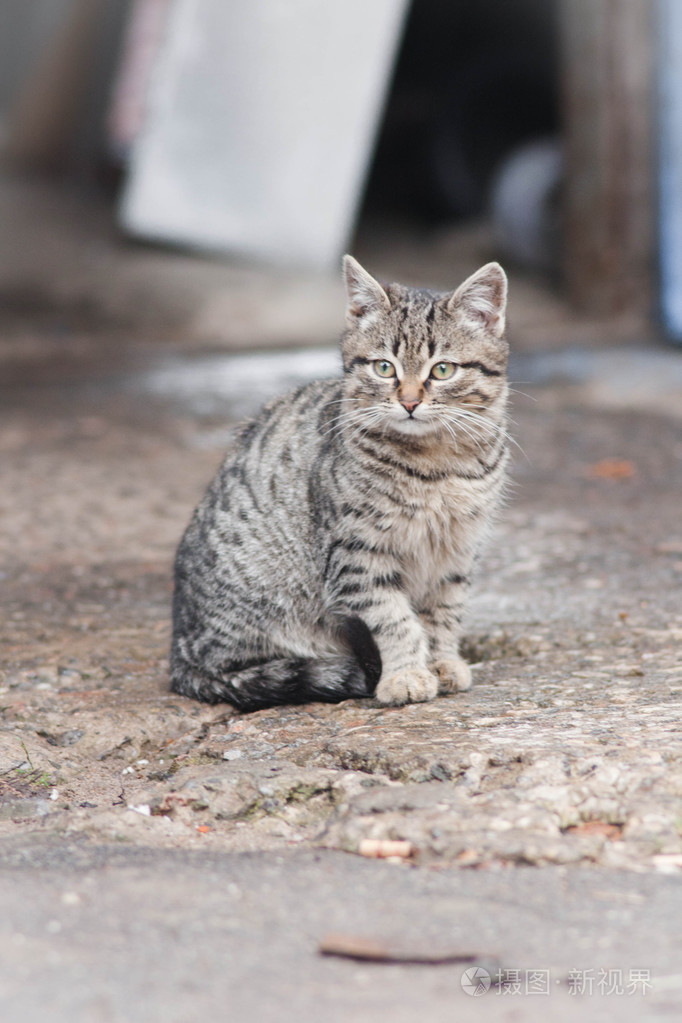 小小的猫