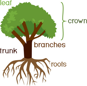 树与蔓延的根图片