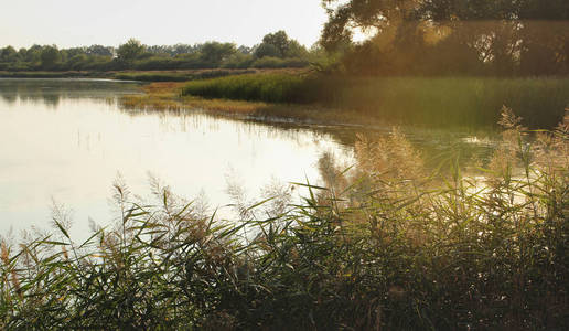 Trebonsko, 捷克共和国在日落期间的池塘。浪漫。日落眩光。渔业