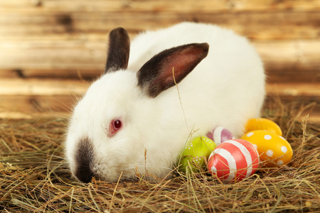 在干草与彩绘鸡蛋只白色的兔子