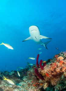 图片显示在巴哈马群岛的加勒比海礁鲨