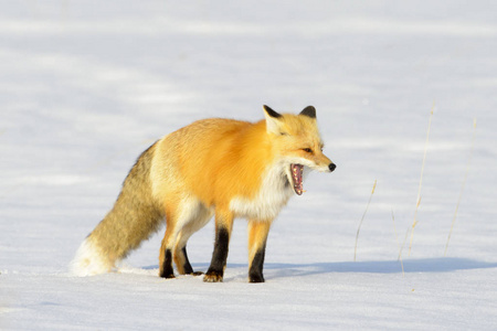 美国红狐 狐狸狐狸萱草 成人, 在雪中打呵欠, 黄石国家公园, 怀俄明州, 美国
