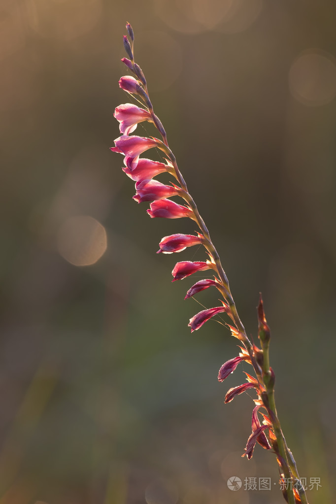 微妙的红色野百合背光在清晨的阳光