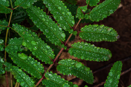 美丽的绿叶与雨滴的照片