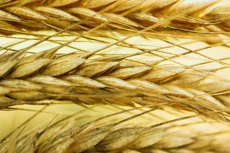 明亮多彩的金色黑麦穗在小麦耳场背景上的宏观视野