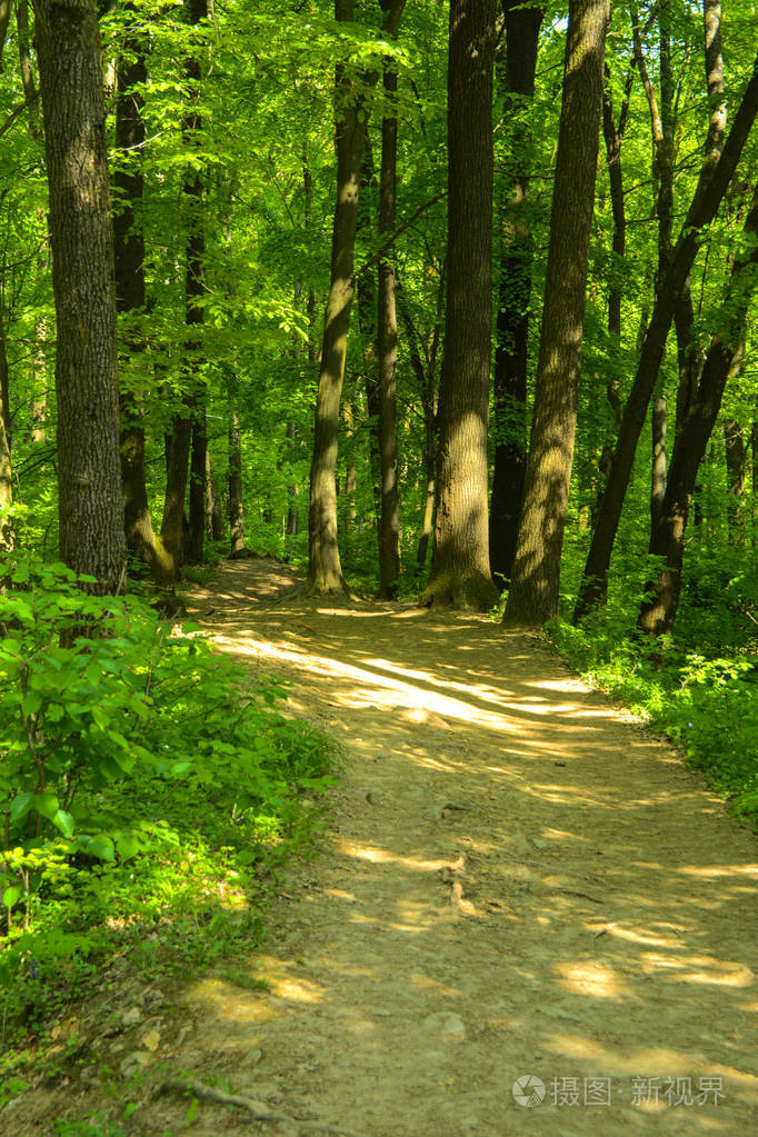 一条空旷的砾石小路被高大的树木围绕着太阳的背景穿过它们