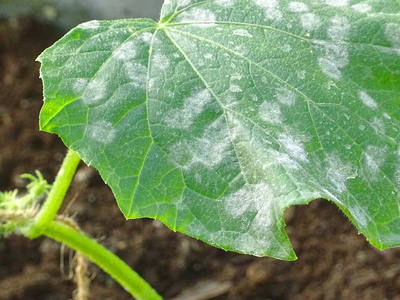 植物病害分生孢子白粉病隐孢子虫病,一di一rrhe一ldise一sec一used在