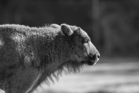 wisent 在草地上, 黑白相间