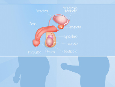 男性腺体位置图片