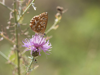 chalkhill 蓝 Polyommatus coridon 蝶坐在盛开的花朵上喂养