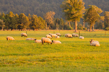 披着日落色调的绵羊在绿玻璃场上聚集