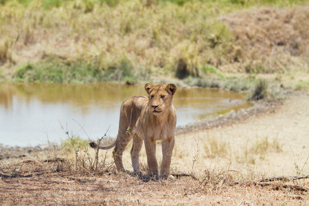 年轻的狮子，在塞伦盖蒂非洲