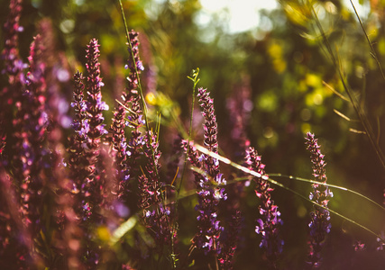 芳香的薰衣草花场的 2014 年的完美辐射兰花色的美丽细节。图像为农业 水疗服务 医疗行业和不同的广告材料