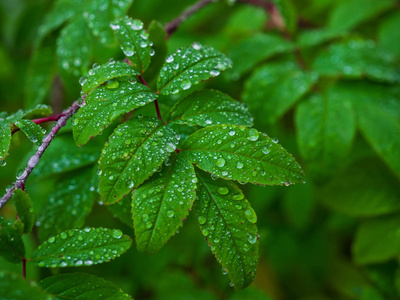 美丽的绿叶与雨滴的照片