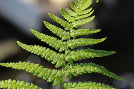蕨假新鲜绿色蕨类植物假照片