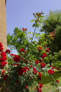德国南部历史公园黄墙上的红玫瑰