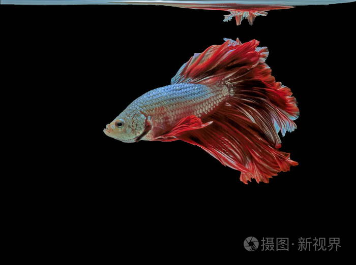 暹罗斗鱼红鱼黑底betta芨芨草betta鱼半月湾betta