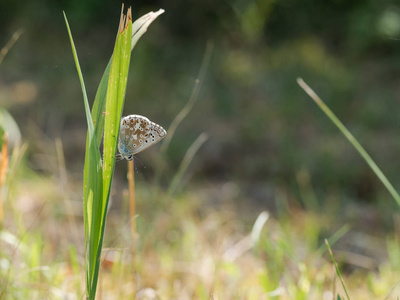 chalkhill 蓝 Polyommatus coridon 蝴蝶坐在绿草上