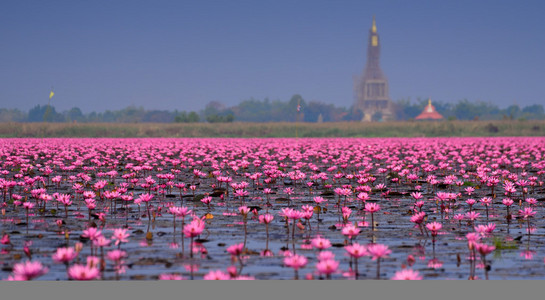 二人台海莲花图片