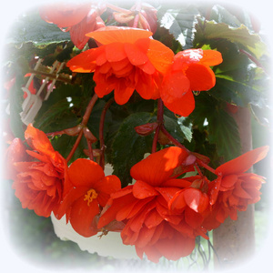 红色美妙的海棠。在盛夏的花园里, 在阳光明媚的日子里, 美丽的花朵。绿色景观
