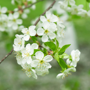 樱桃花