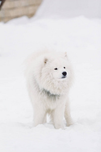 狗萨摩耶站在雪地上