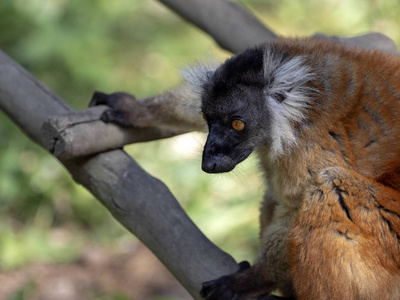 雌性黑狐猴, 美 macaco, 在树上